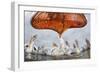 Dalmatian Pelican (Pelecanus Crispus) Low Angle Perspective of Open Bill, Lake Kerkini, Greece-Bence Mate-Framed Photographic Print