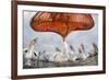 Dalmatian Pelican (Pelecanus Crispus) Low Angle Perspective of Open Bill, Lake Kerkini, Greece-Bence Mate-Framed Photographic Print