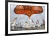 Dalmatian Pelican (Pelecanus Crispus) Low Angle Perspective of Open Bill, Lake Kerkini, Greece-Bence Mate-Framed Photographic Print