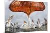 Dalmatian Pelican (Pelecanus Crispus) Low Angle Perspective of Open Bill, Lake Kerkini, Greece-Bence Mate-Mounted Photographic Print