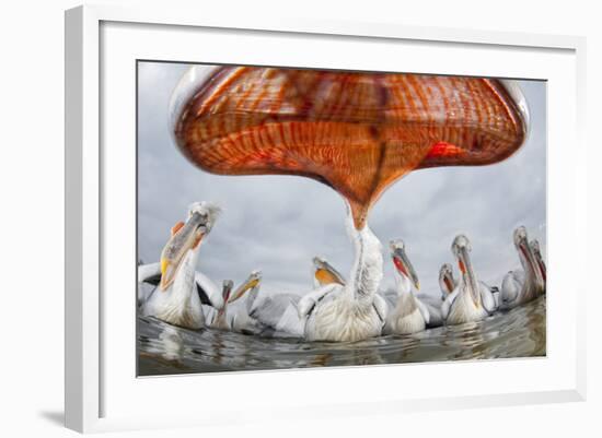 Dalmatian Pelican (Pelecanus Crispus) Low Angle Perspective of Open Bill, Lake Kerkini, Greece-Bence Mate-Framed Photographic Print