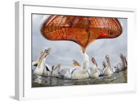 Dalmatian Pelican (Pelecanus Crispus) Low Angle Perspective of Open Bill, Lake Kerkini, Greece-Bence Mate-Framed Photographic Print