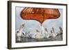 Dalmatian Pelican (Pelecanus Crispus) Low Angle Perspective of Open Bill, Lake Kerkini, Greece-Bence Mate-Framed Photographic Print