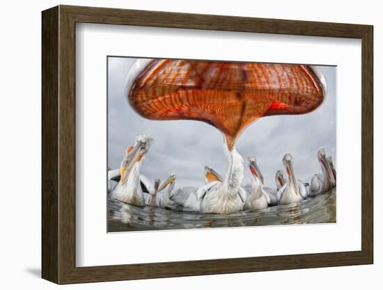 Dalmatian Pelican (Pelecanus Crispus) Low Angle Perspective of Open Bill, Lake Kerkini, Greece-Bence Mate-Framed Photographic Print