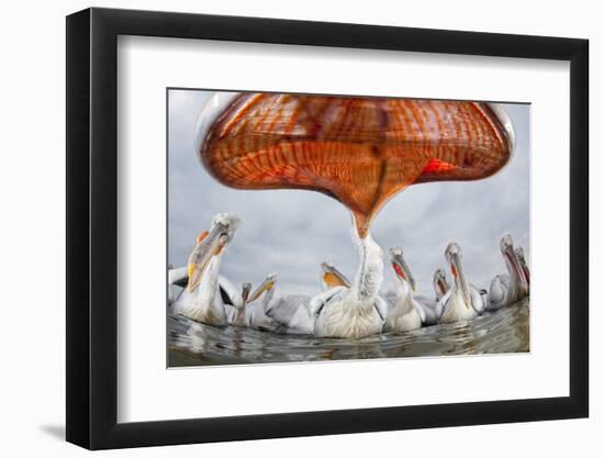 Dalmatian Pelican (Pelecanus Crispus) Low Angle Perspective of Open Bill, Lake Kerkini, Greece-Bence Mate-Framed Photographic Print