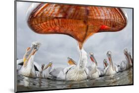 Dalmatian Pelican (Pelecanus Crispus) Low Angle Perspective of Open Bill, Lake Kerkini, Greece-Bence Mate-Mounted Photographic Print