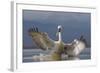 Dalmatian Pelican (Pelecanus Crispus) Pelican Landing While Fishing.Lake Kerkini, Greece. February-David Pattyn-Framed Photographic Print