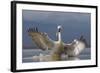 Dalmatian Pelican (Pelecanus Crispus) Pelican Landing While Fishing.Lake Kerkini, Greece. February-David Pattyn-Framed Photographic Print