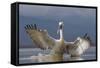 Dalmatian Pelican (Pelecanus Crispus) Pelican Landing While Fishing.Lake Kerkini, Greece. February-David Pattyn-Framed Stretched Canvas