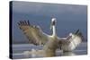 Dalmatian Pelican (Pelecanus Crispus) Pelican Landing While Fishing.Lake Kerkini, Greece. February-David Pattyn-Stretched Canvas