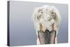 Dalmatian Pelican (Pelecanus Crispus) Portrait, Close-Up Of Eyes, Lake Kerkini, Greece. February-David Pattyn-Stretched Canvas