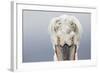 Dalmatian Pelican (Pelecanus Crispus) Portrait, Close-Up Of Eyes, Lake Kerkini, Greece. February-David Pattyn-Framed Photographic Print