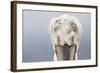 Dalmatian Pelican (Pelecanus Crispus) Portrait, Close-Up Of Eyes, Lake Kerkini, Greece. February-David Pattyn-Framed Photographic Print