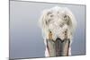 Dalmatian Pelican (Pelecanus Crispus) Portrait, Close-Up Of Eyes, Lake Kerkini, Greece. February-David Pattyn-Mounted Photographic Print