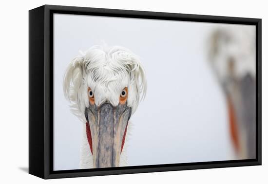 Dalmatian Pelican (Pelecanus Crispus) Portrait, Lake Kerkini, Greece-David Pattyn-Framed Stretched Canvas