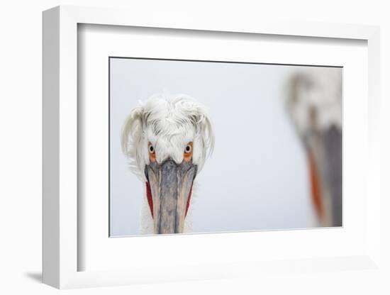 Dalmatian Pelican (Pelecanus Crispus) Portrait, Lake Kerkini, Greece-David Pattyn-Framed Photographic Print