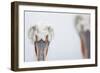 Dalmatian Pelican (Pelecanus Crispus) Portrait, Lake Kerkini, Greece-David Pattyn-Framed Photographic Print