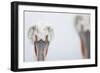 Dalmatian Pelican (Pelecanus Crispus) Portrait, Lake Kerkini, Greece-David Pattyn-Framed Photographic Print