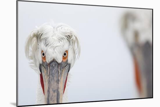 Dalmatian Pelican (Pelecanus Crispus) Portrait, Lake Kerkini, Greece-David Pattyn-Mounted Photographic Print