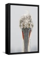 Dalmatian Pelican (Pelecanus Crispus) Portrait, Lake Kerkini, Macedonia, Greece, February 2009-Peltomäki-Framed Stretched Canvas