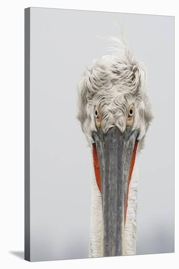 Dalmatian Pelican (Pelecanus Crispus) Portrait, Lake Kerkini, Macedonia, Greece, February 2009-Peltomäki-Stretched Canvas