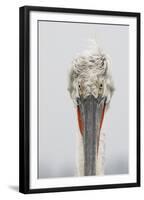 Dalmatian Pelican (Pelecanus Crispus) Portrait, Lake Kerkini, Macedonia, Greece, February 2009-Peltomäki-Framed Premium Photographic Print