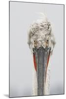 Dalmatian Pelican (Pelecanus Crispus) Portrait, Lake Kerkini, Macedonia, Greece, February 2009-Peltomäki-Mounted Premium Photographic Print