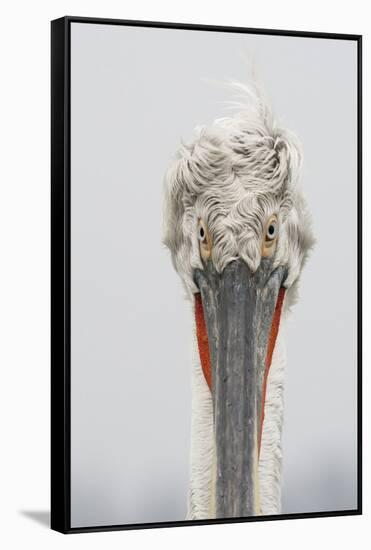 Dalmatian Pelican (Pelecanus Crispus) Portrait, Lake Kerkini, Macedonia, Greece, February 2009-Peltomäki-Framed Stretched Canvas