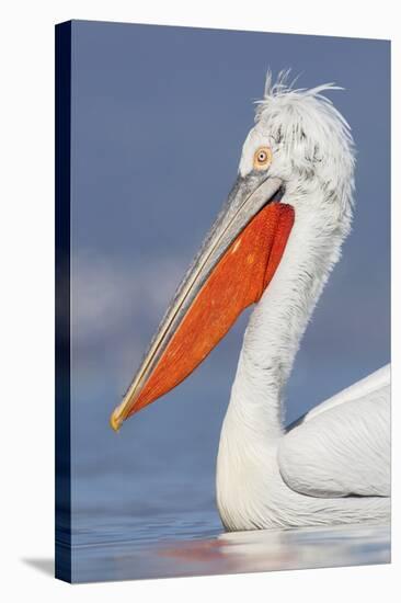 Dalmatian Pelican (Pelecanus Crispus) Portrait, Lake Kerkini, Macedonia, Greece, February 2009-Peltomäki-Stretched Canvas