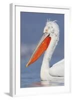 Dalmatian Pelican (Pelecanus Crispus) Portrait, Lake Kerkini, Macedonia, Greece, February 2009-Peltomäki-Framed Premium Photographic Print