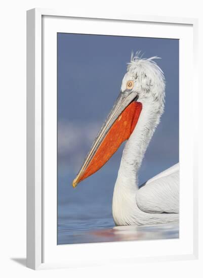 Dalmatian Pelican (Pelecanus Crispus) Portrait, Lake Kerkini, Macedonia, Greece, February 2009-Peltomäki-Framed Premium Photographic Print