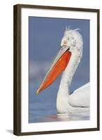 Dalmatian Pelican (Pelecanus Crispus) Portrait, Lake Kerkini, Macedonia, Greece, February 2009-Peltomäki-Framed Premium Photographic Print