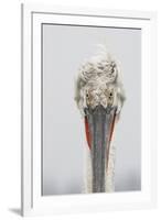 Dalmatian Pelican (Pelecanus Crispus) Portrait, Lake Kerkini, Macedonia, Greece, February 2009-Peltomäki-Framed Photographic Print