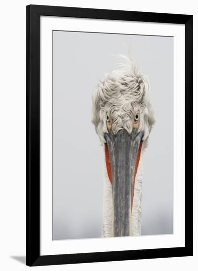 Dalmatian Pelican (Pelecanus Crispus) Portrait, Lake Kerkini, Macedonia, Greece, February 2009-Peltomäki-Framed Photographic Print