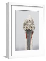 Dalmatian Pelican (Pelecanus Crispus) Portrait, Lake Kerkini, Macedonia, Greece, February 2009-Peltomäki-Framed Photographic Print