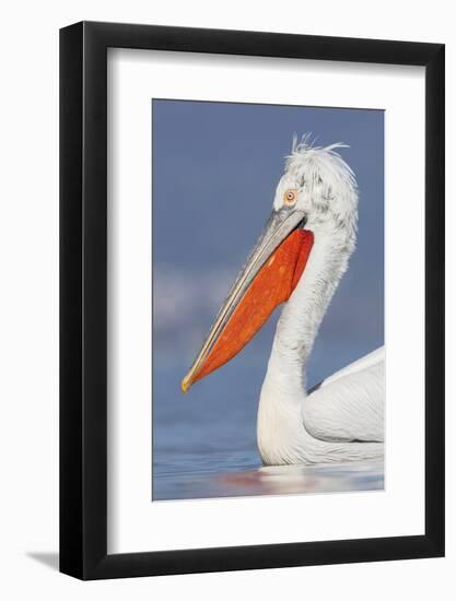 Dalmatian Pelican (Pelecanus Crispus) Portrait, Lake Kerkini, Macedonia, Greece, February 2009-Peltomäki-Framed Photographic Print