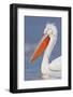 Dalmatian Pelican (Pelecanus Crispus) Portrait, Lake Kerkini, Macedonia, Greece, February 2009-Peltomäki-Framed Photographic Print