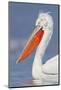 Dalmatian Pelican (Pelecanus Crispus) Portrait, Lake Kerkini, Macedonia, Greece, February 2009-Peltomäki-Mounted Photographic Print