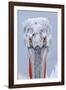 Dalmatian pelican (pelecanus crispus) portrait of adult in breeding plumage, lake kerkini, greece-Malcolm Schuyl-Framed Photographic Print