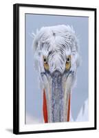 Dalmatian pelican (pelecanus crispus) portrait of adult in breeding plumage, lake kerkini, greece-Malcolm Schuyl-Framed Photographic Print