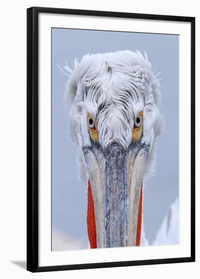 Dalmatian pelican (pelecanus crispus) portrait of adult in breeding plumage, lake kerkini, greece-Malcolm Schuyl-Framed Photographic Print