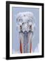 Dalmatian pelican (pelecanus crispus) portrait of adult in breeding plumage, lake kerkini, greece-Malcolm Schuyl-Framed Photographic Print