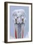 Dalmatian pelican (pelecanus crispus) portrait of adult in breeding plumage, lake kerkini, greece-Malcolm Schuyl-Framed Photographic Print