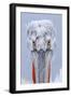 Dalmatian pelican (pelecanus crispus) portrait of adult in breeding plumage, lake kerkini, greece-Malcolm Schuyl-Framed Photographic Print