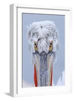 Dalmatian pelican (pelecanus crispus) portrait of adult in breeding plumage, lake kerkini, greece-Malcolm Schuyl-Framed Photographic Print