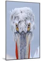 Dalmatian pelican (pelecanus crispus) portrait of adult in breeding plumage, lake kerkini, greece-Malcolm Schuyl-Mounted Photographic Print