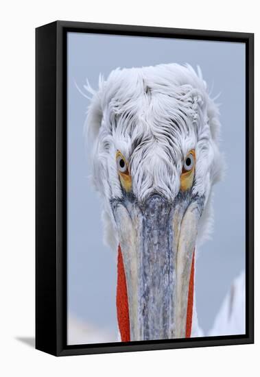 Dalmatian pelican (pelecanus crispus) portrait of adult in breeding plumage, lake kerkini, greece-Malcolm Schuyl-Framed Stretched Canvas