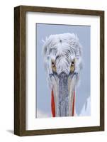 Dalmatian pelican (pelecanus crispus) portrait of adult in breeding plumage, lake kerkini, greece-Malcolm Schuyl-Framed Photographic Print