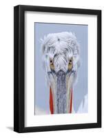 Dalmatian pelican (pelecanus crispus) portrait of adult in breeding plumage, lake kerkini, greece-Malcolm Schuyl-Framed Photographic Print