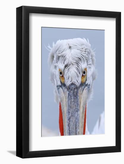 Dalmatian pelican (pelecanus crispus) portrait of adult in breeding plumage, lake kerkini, greece-Malcolm Schuyl-Framed Photographic Print